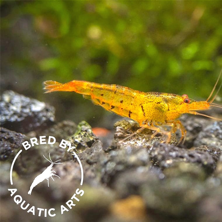 Caridina serrata (Tangerine Tiger Shrimp)