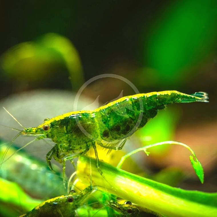Neocaridina davidi (Green Jade Shrimp)
