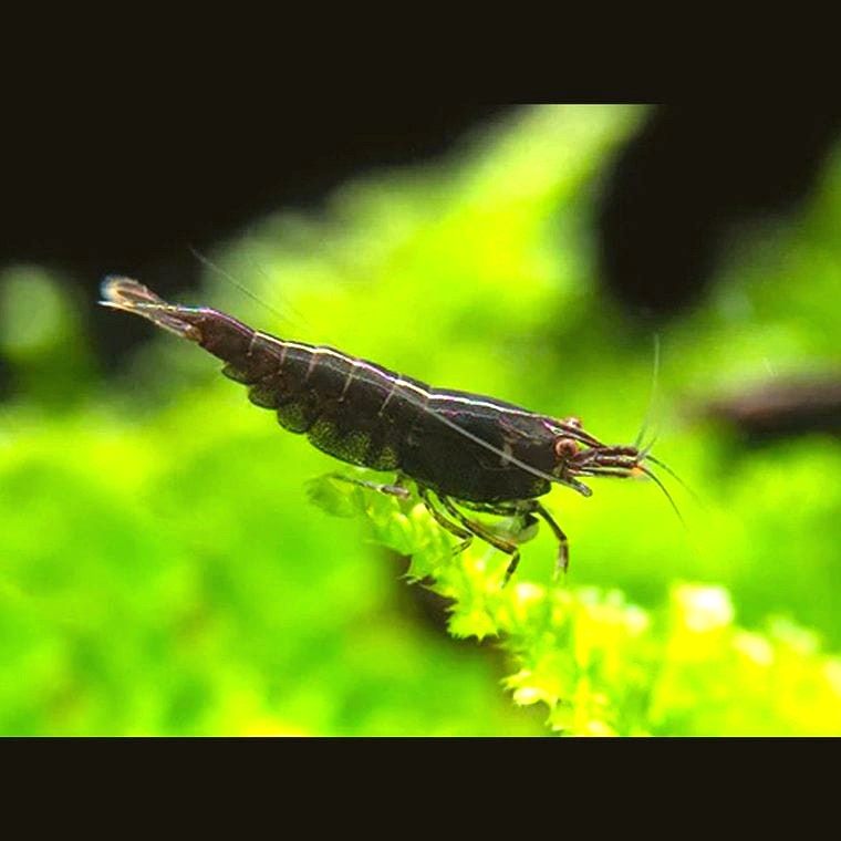 Neocaridina davidi (Black Rose Shrimp)