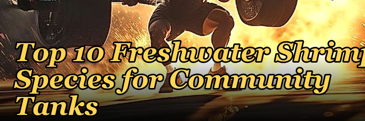 Top 10 Freshwater Shrimp Species for Community Tanks
