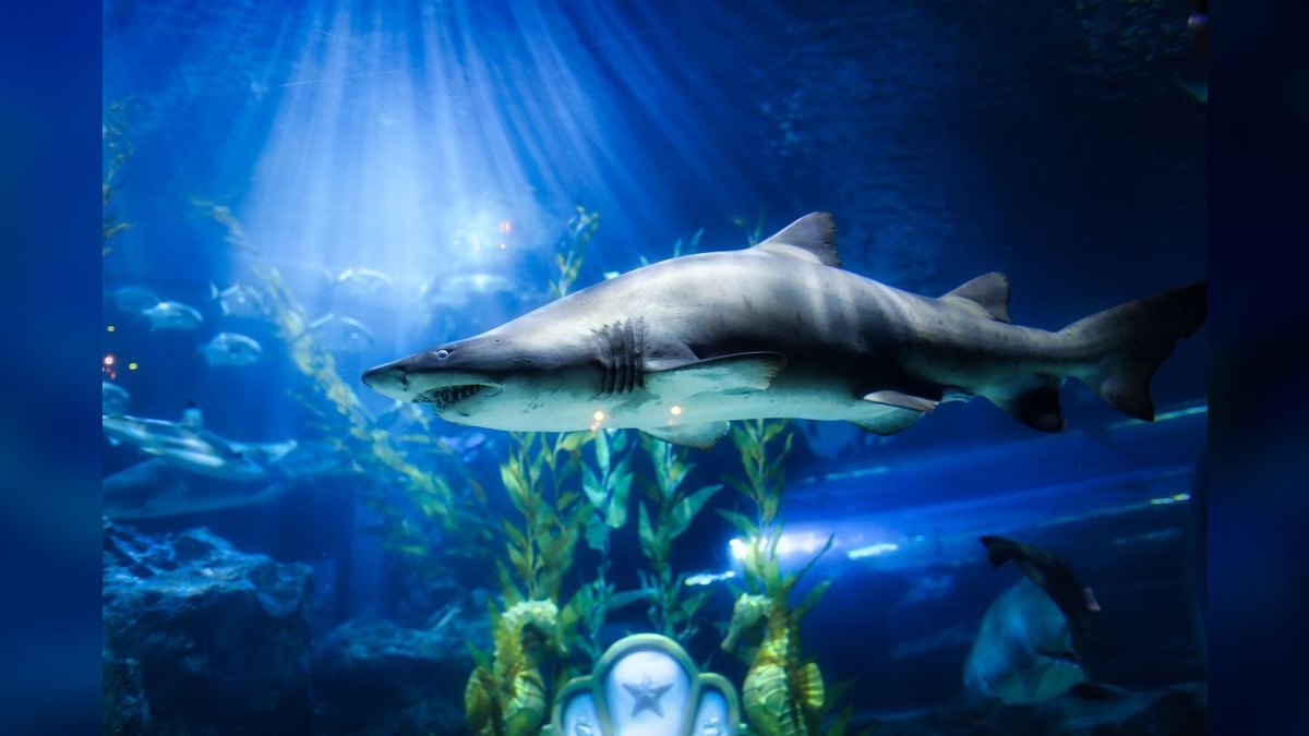 Top 10 Aquarium Air Pumps for Quiet Operation (Up to 40 Gallons) in 2027