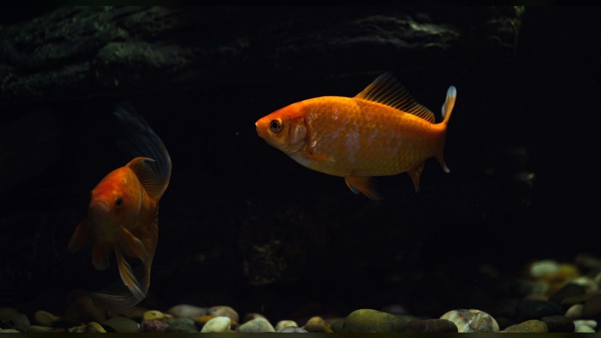 Top 10 Aquarium Chillers for Coldwater or Reef Tanks — figure 2
