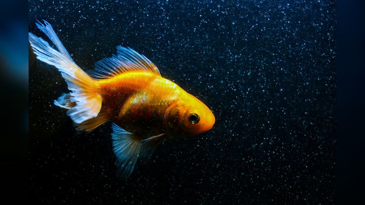 Top 10 Aquarium Chillers for Coldwater or Reef Tanks — figure 3