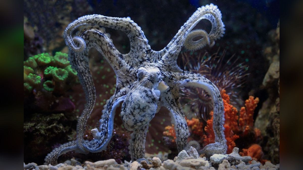 Top 10 Aquarium Chillers for Coldwater or Reef Tanks — figure 4