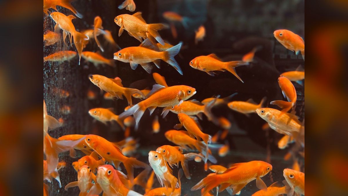 Top 10 Aquarium Chillers for Coldwater or Reef Tanks — figure 5