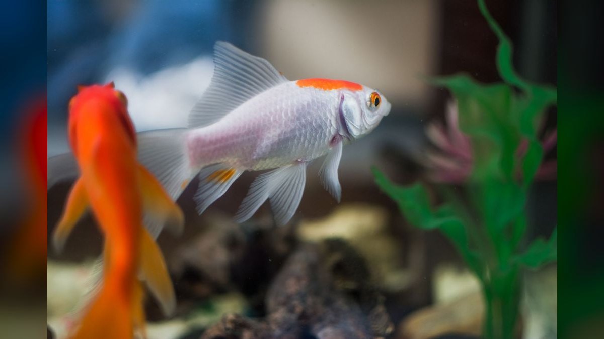 Top 10 Aquarium Chillers for Coldwater or Reef Tanks in 2027