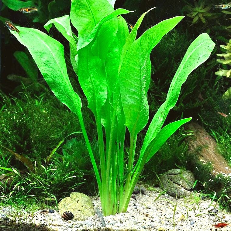 Amazon Sword (Echinodorus grisebachii)