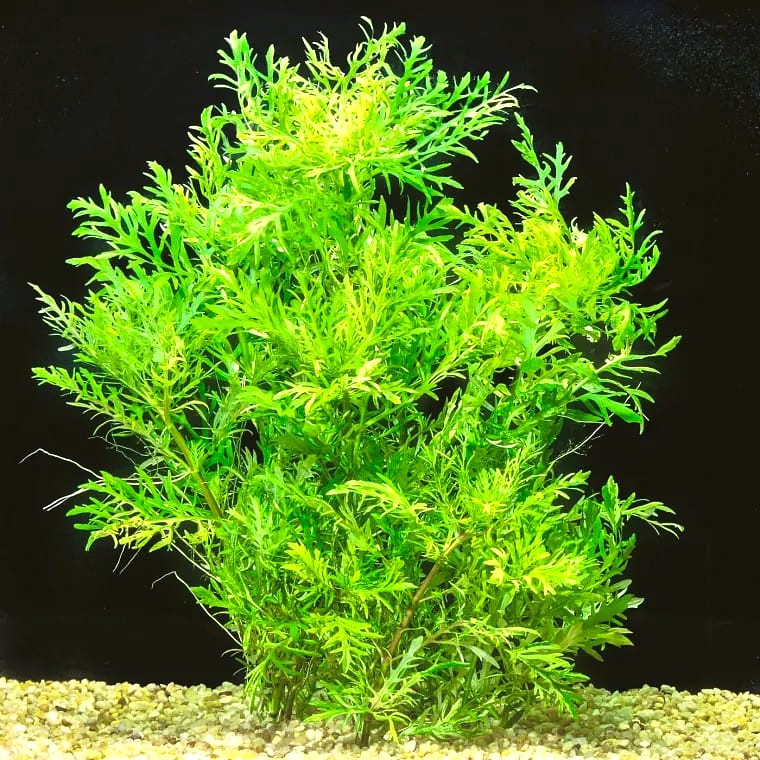 Water Wisteria (Hygrophila difformis)