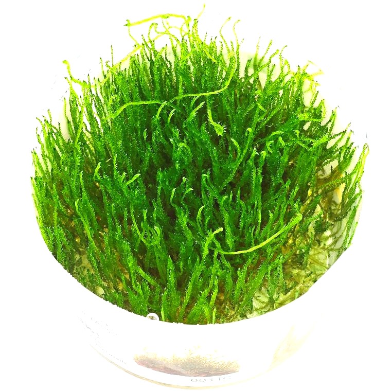 Java Moss (Taxiphyllum barbieri)