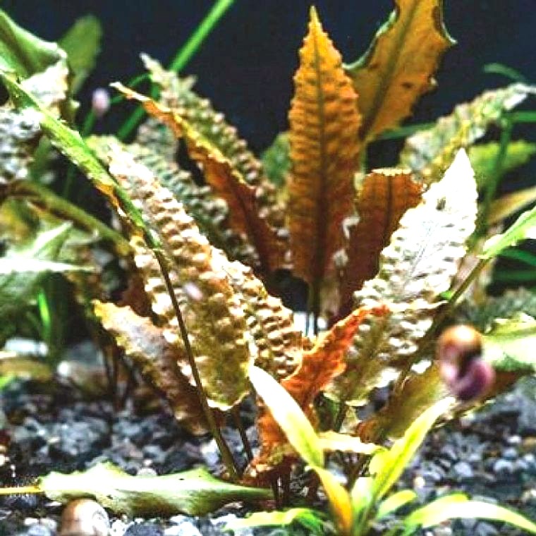Cryptocoryne wendtii (Green or Bronze)