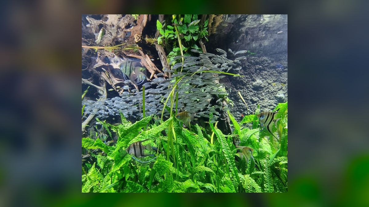 Top 10 Aquarium Plants That Thrive in Low Light in 2027 — figure 4