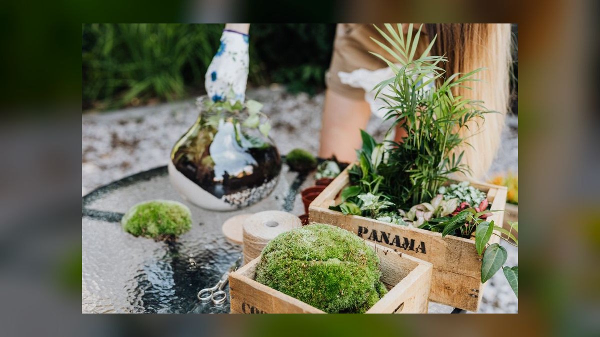 Top 10 Aquarium Plants That Thrive in Low Light in 2027 — figure 6