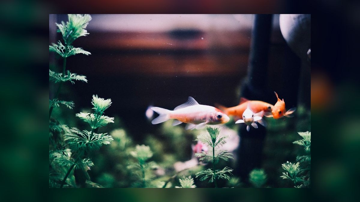 Top 10 Aquarium Plants That Thrive in Low Light in 2027 — figure 7