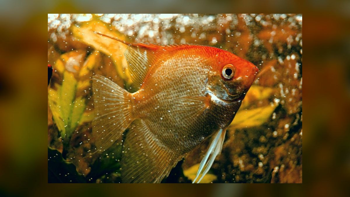 Top 10 Aquarium Plants That Thrive in Low Light in 2027 — figure 8