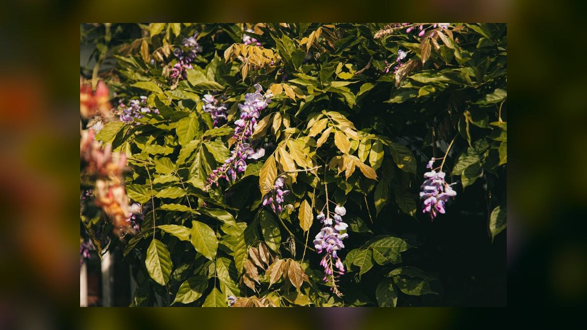 Top 10 Aquarium Plants That Thrive in Low Light in 2027 — figure 9