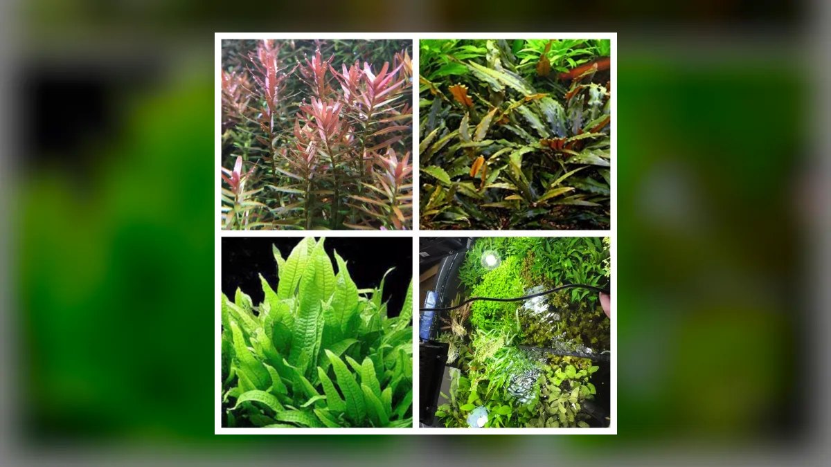 Top 10 Aquarium Plants That Thrive in Low Light in 2027