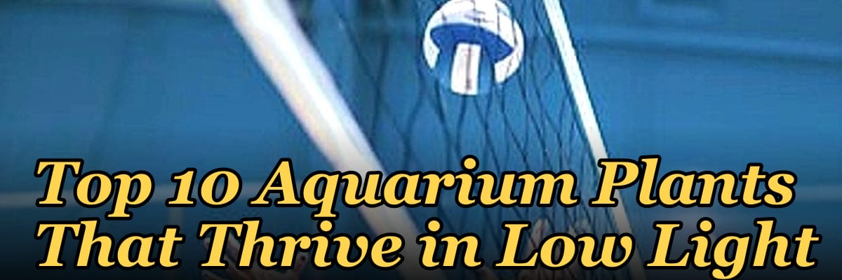 Top 10 Aquarium Plants That Thrive in Low Light