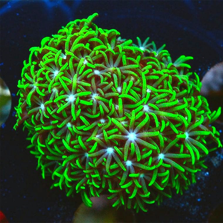 Green Star Polyp (GSP)