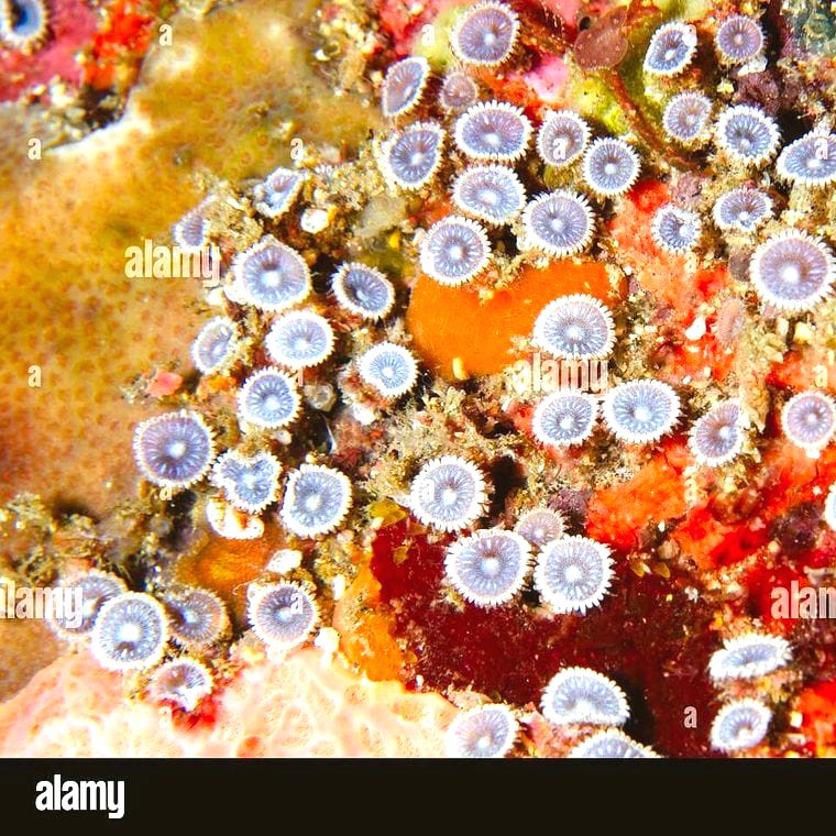 Button Polyp (Palythoa spp.)