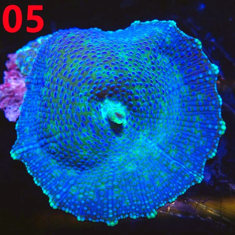 Mushroom Coral (Discosoma spp.)