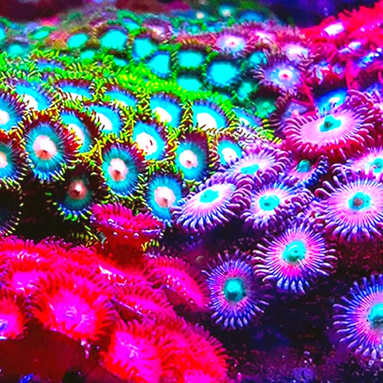 Zoanthids (Zoanthus spp.)