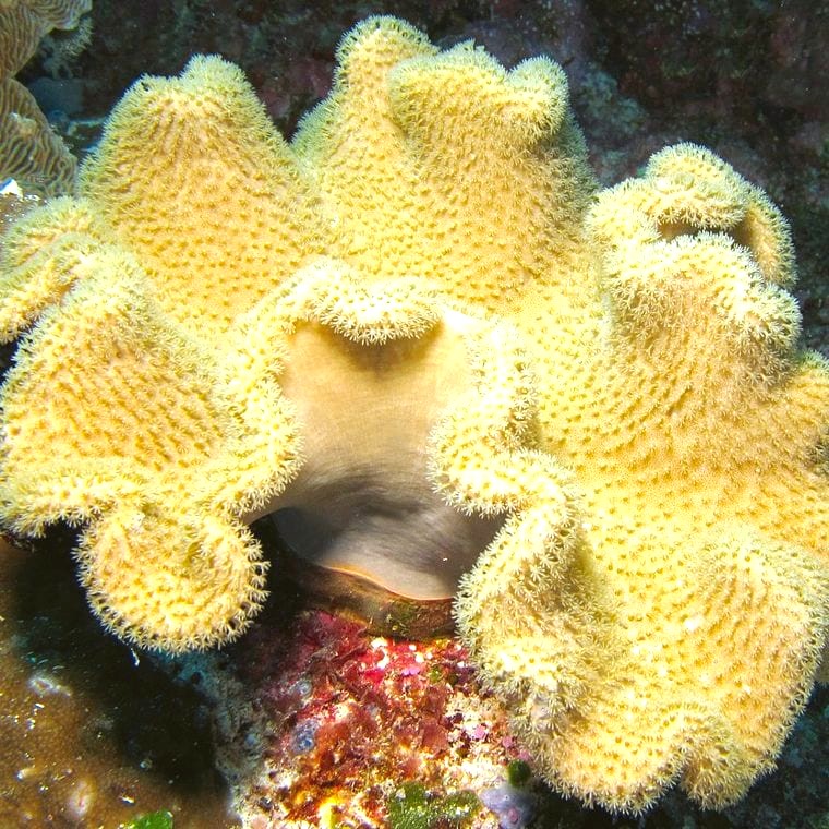 Leather Coral (Sarcophyton spp.)