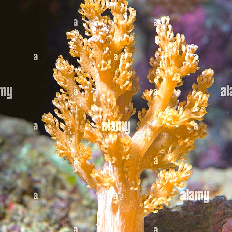 Kenya Tree Coral (Capnella spp.)