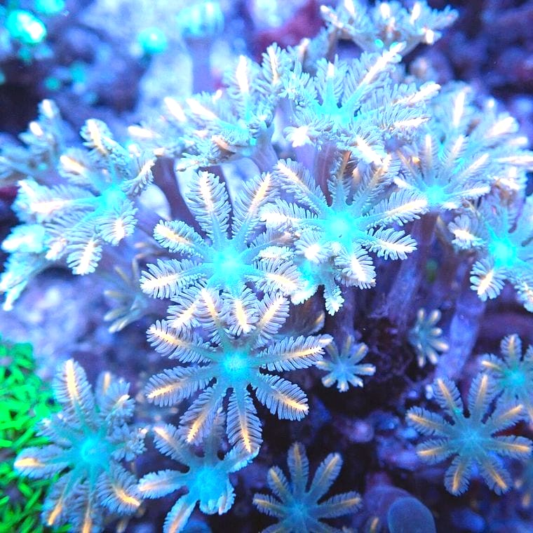 Clove Polyp (Clavularia spp.)