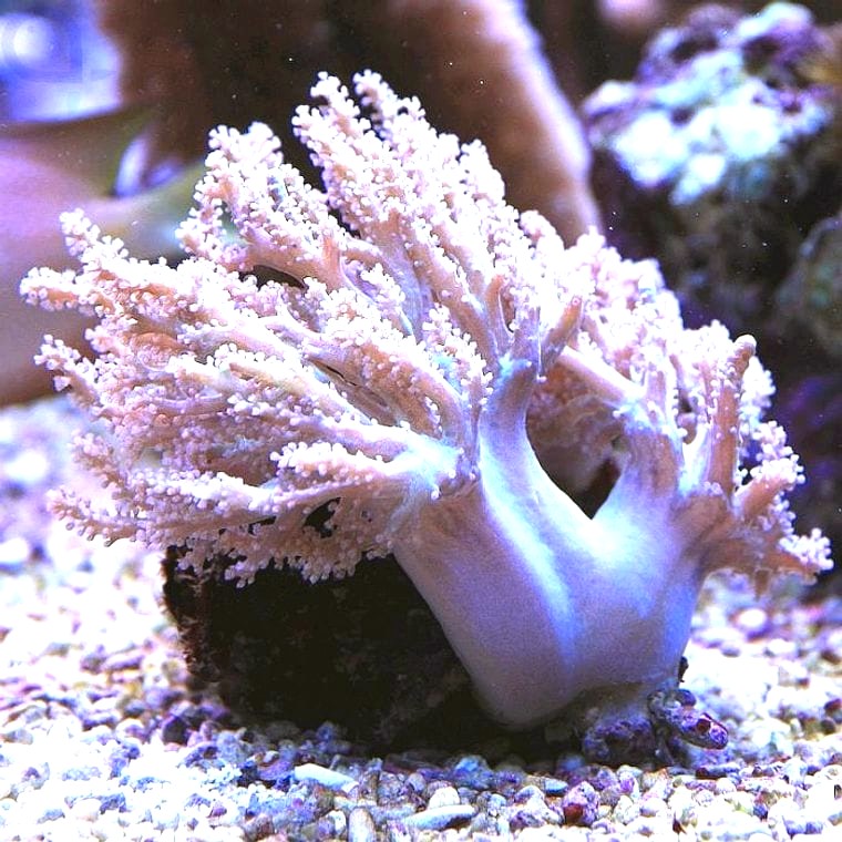 Pulsing Sinularia (Sinularia flexibilis)