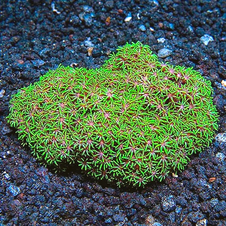 Star Polyp (Briareum spp.)
