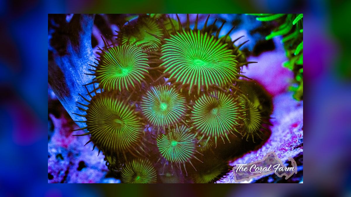 Top 10 Saltwater Coral Species for Beginners (Soft Corals) in 2027 — figure 10