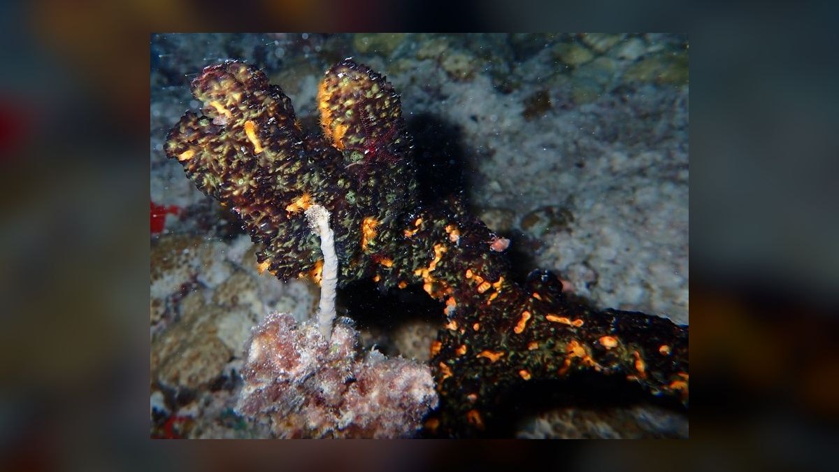 Top 10 Saltwater Coral Species for Beginners (Soft Corals) — figure 3