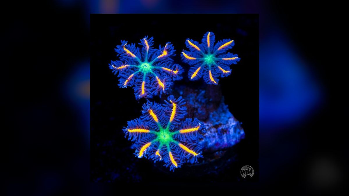 Top 10 Saltwater Coral Species for Beginners (Soft Corals) in 2027 — figure 7