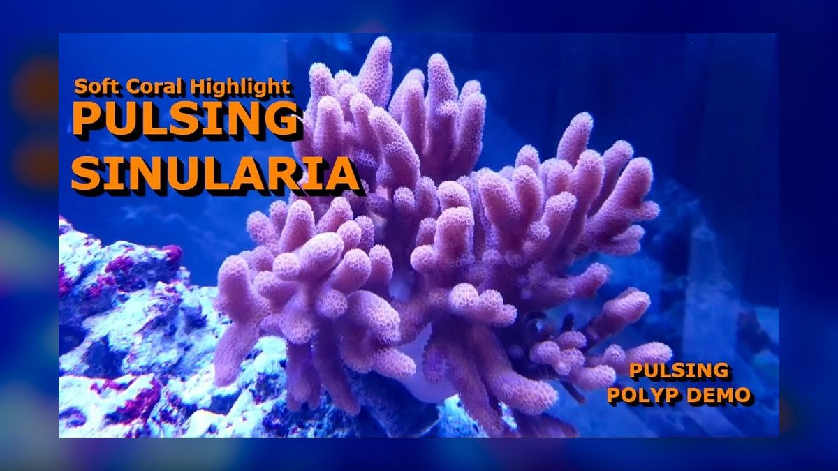 Top 10 Saltwater Coral Species for Beginners (Soft Corals) in 2027 — figure 8