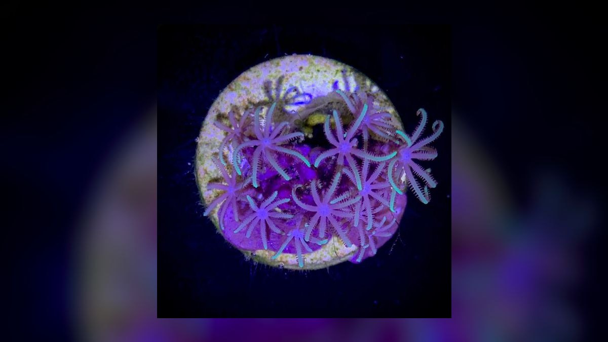 Top 10 Saltwater Coral Species for Beginners (Soft Corals) in 2027 — figure 9