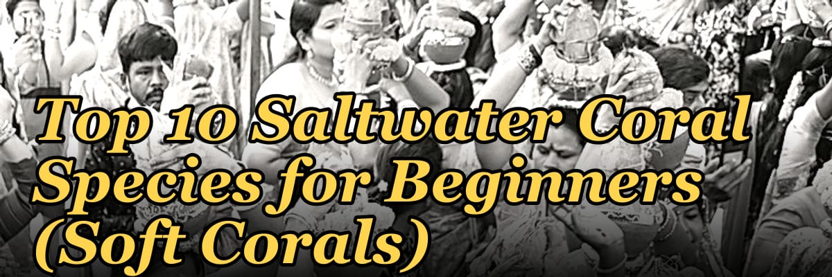 Top 10 Saltwater Coral Species for Beginners (Soft Corals)