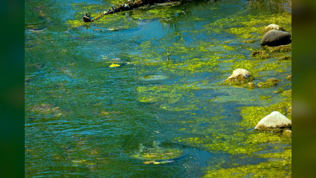Top 10 Aquarium Magnetic Algae Scrapers for Glass Tanks — figure 1