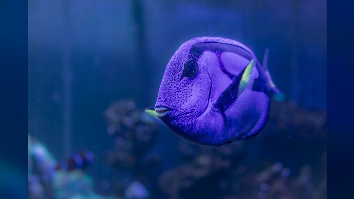 Top 10 Aquarium Magnetic Algae Scrapers for Glass Tanks — figure 2