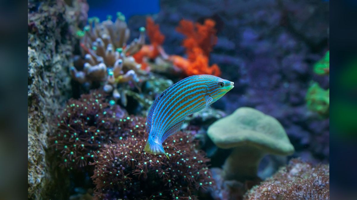 Top 10 Aquarium Magnetic Algae Scrapers for Glass Tanks — figure 6