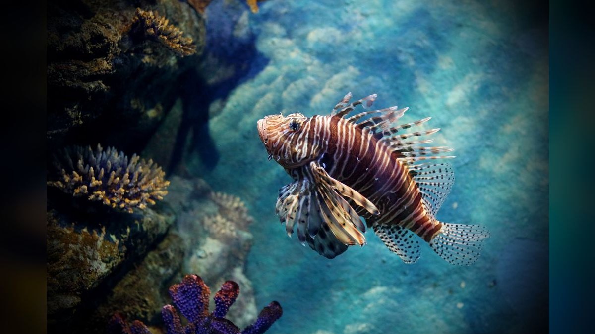 Top 10 Aquarium Wave Makers for Mixed Reef Tanks — figure 1