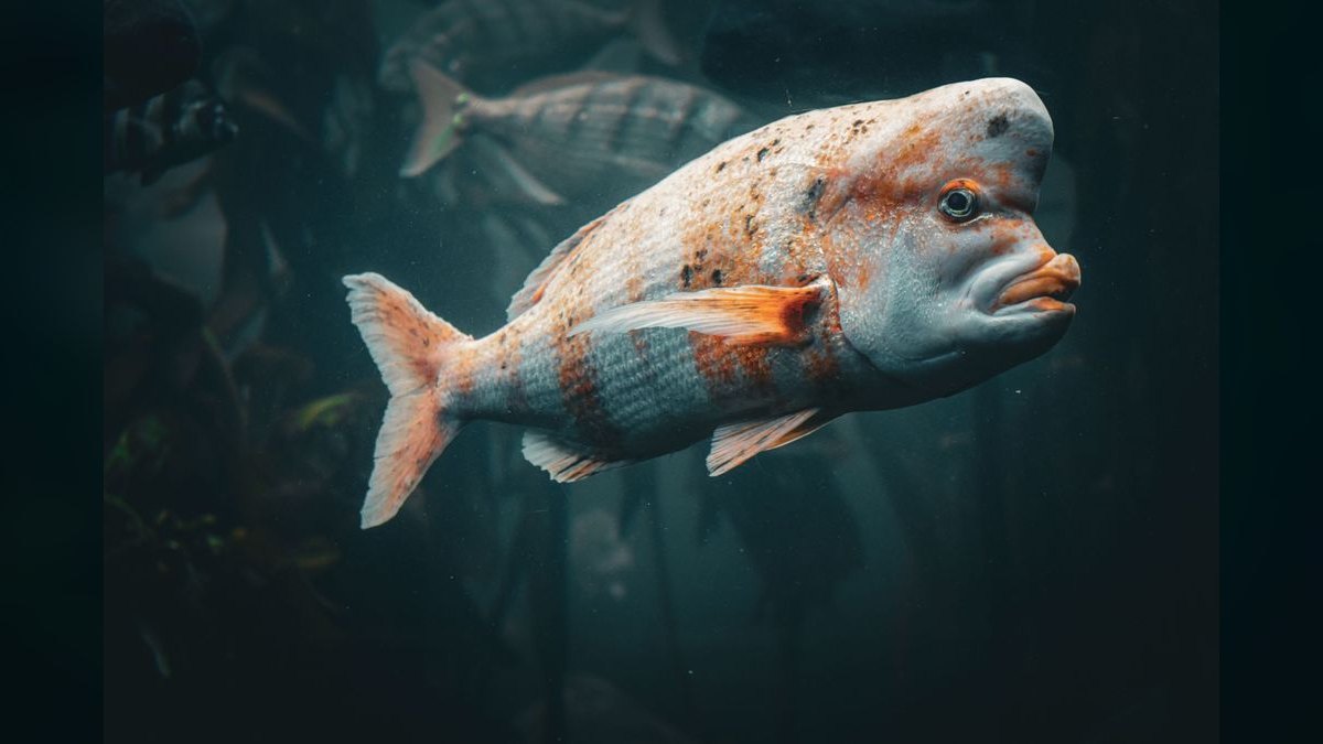 Top 10 Aquarium Wave Makers for Mixed Reef Tanks — figure 4