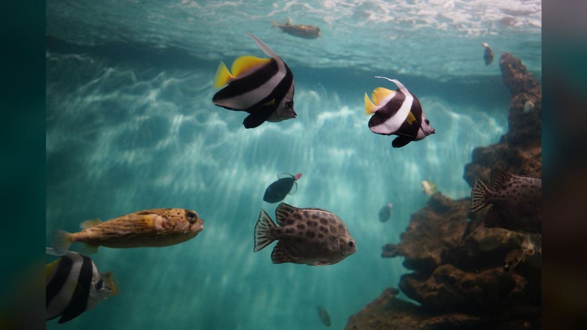 Top 10 Aquarium Wave Makers for Mixed Reef Tanks — figure 6