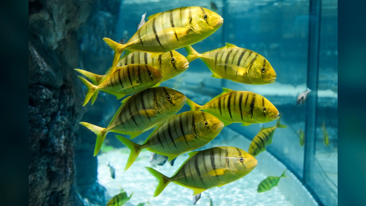 Top 10 Aquarium Wave Makers for Mixed Reef Tanks in 2027