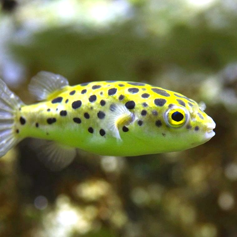 Green Spotted Puffer