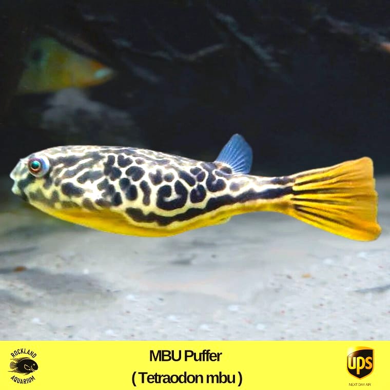 Mbu Puffer