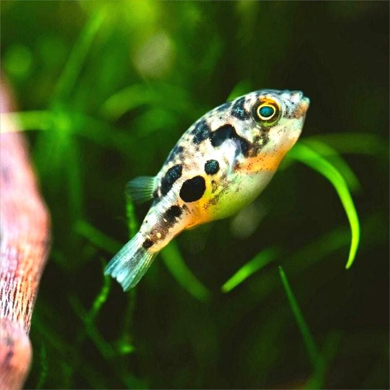 Dwarf Puffer