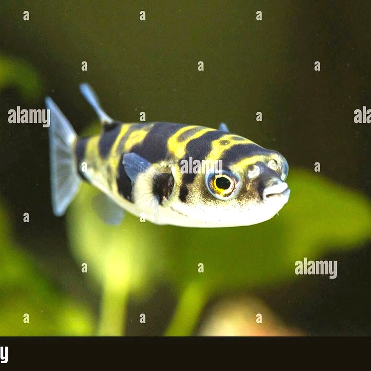 South American puffer fish