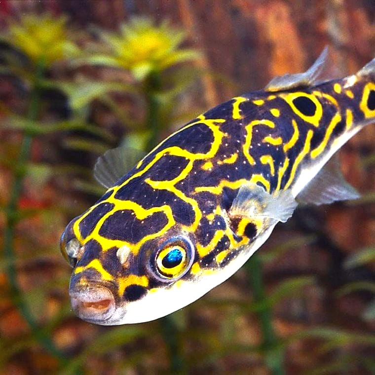 Figure 8 Puffer