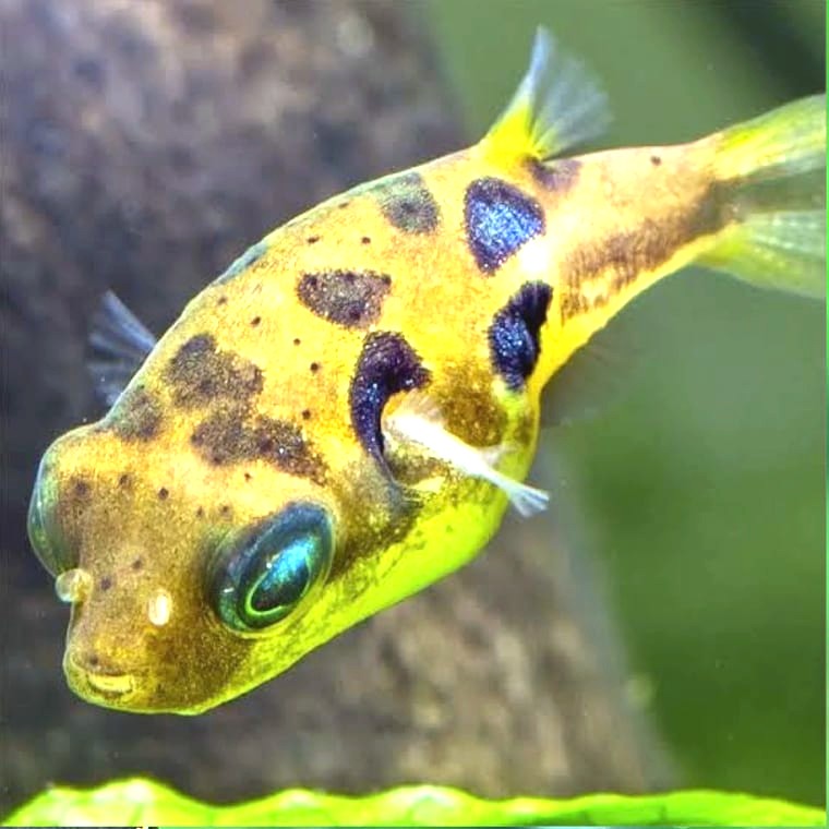 Pea Puffer (Dwarf Puffer variant)