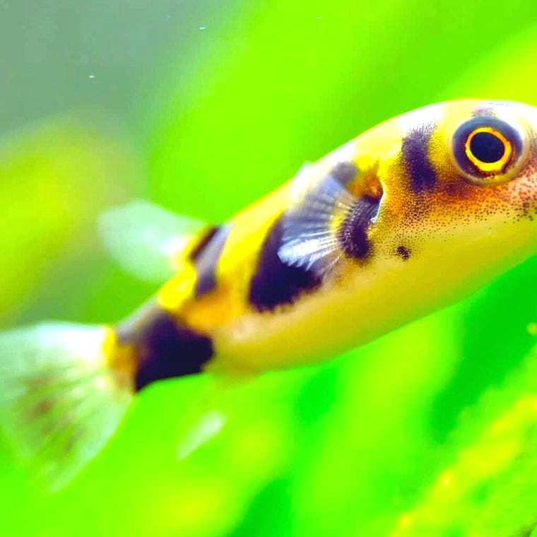 Amazon Puffer